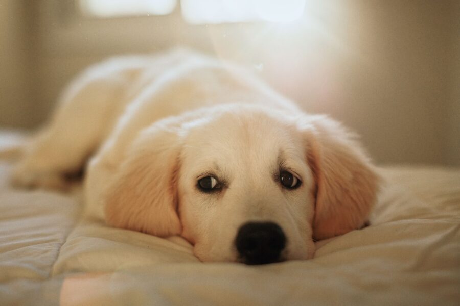 Anxious dog indoors