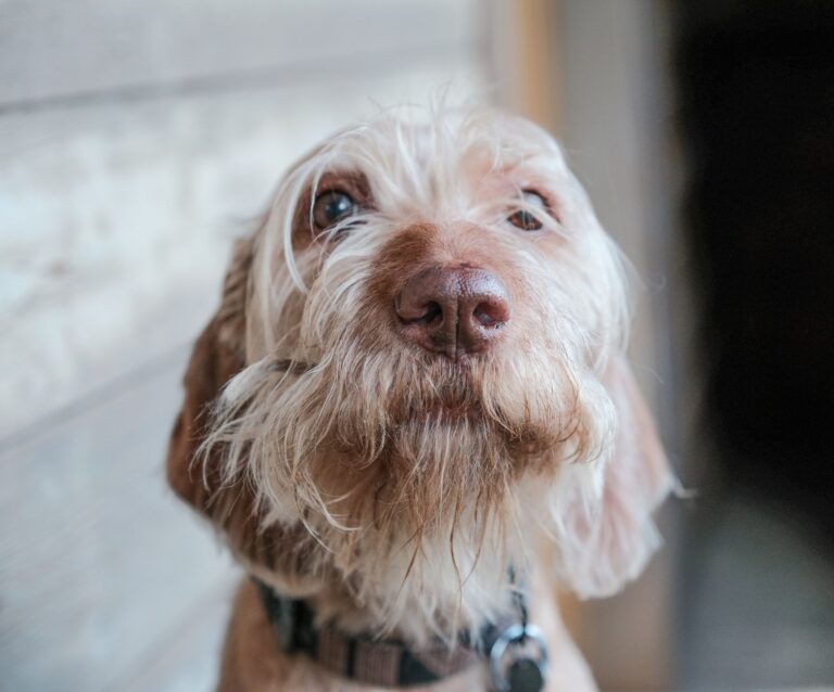 Anxious dog indoors
