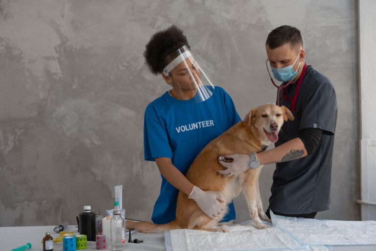 Dog vet clinic