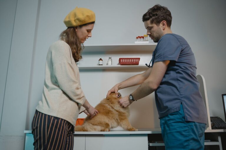 Dog stomach vet