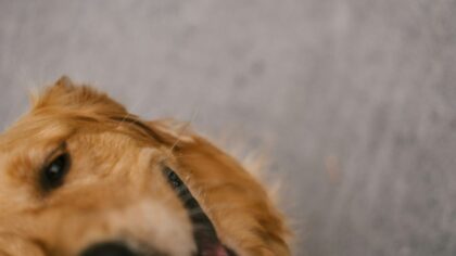 Dog ear care basics every owner should know for healthier, happier ears