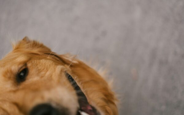 Dog ear care basics every owner should know for healthier, happier ears