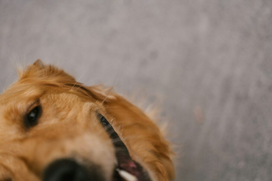 Golden retriever owner
