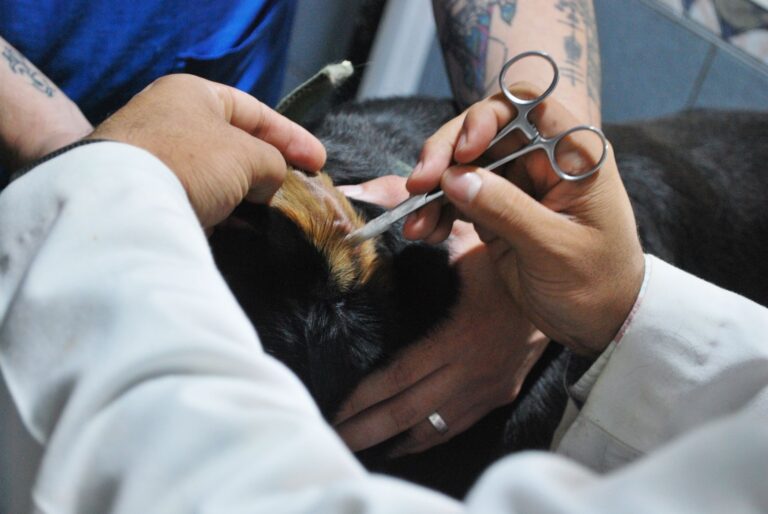 Vet examining dog