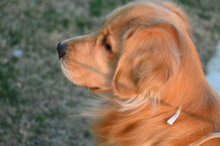 Golden retriever owner