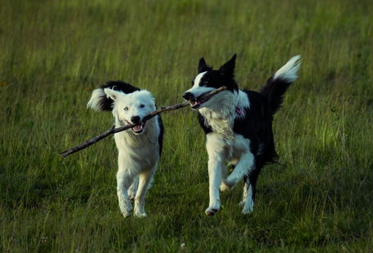 Dog playing fetch