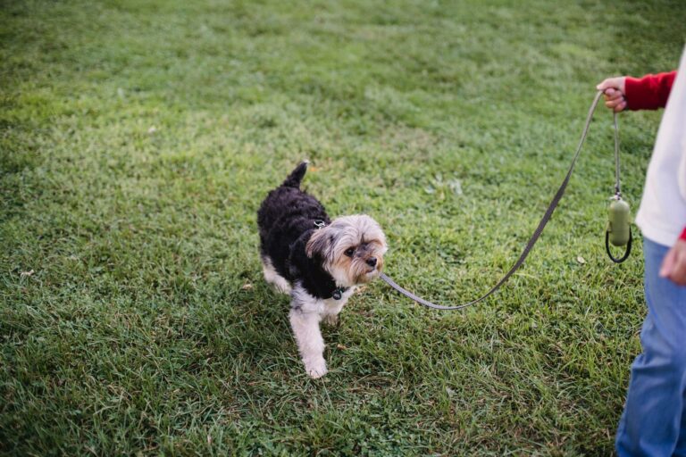 Dog walking park