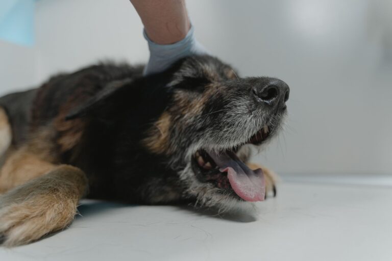 Golden retriever vet