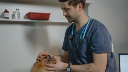 Dog hot spots explained: causes, care basics and how to reduce flare-ups