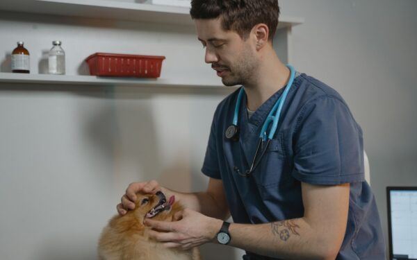 Dog hot spots explained: causes, care basics and how to reduce flare-ups