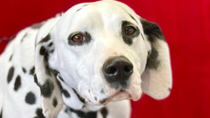 Dog hot spots explained: causes, care basics and when to call the vet