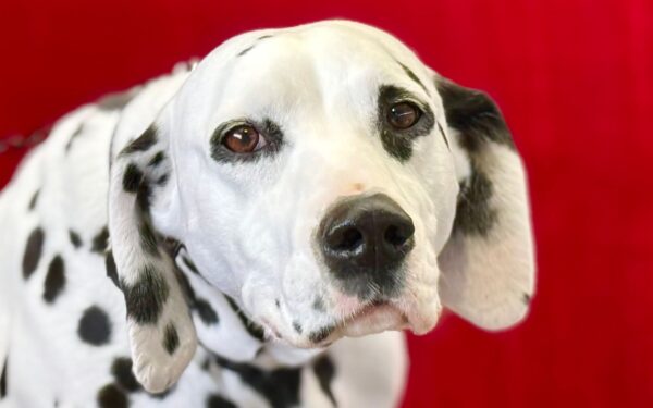 Dog hot spots explained: causes, care basics and when to call the vet