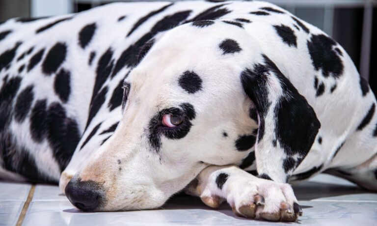Dog hot spot