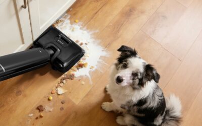 Dog hydration guide: how much water dogs need and simple ways to keep them drinking