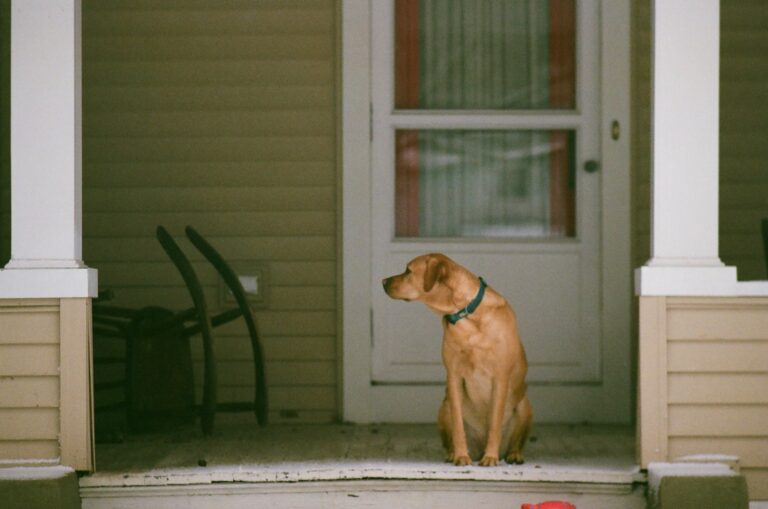 Dog greeting visitor