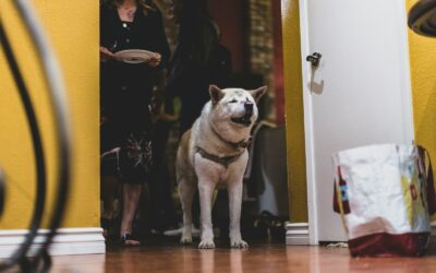 Dog jumping on people: kind, realistic ways to reduce leaping greetings