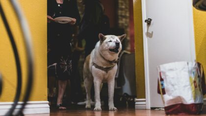 Dog jumping on people: kind, realistic ways to reduce leaping greetings