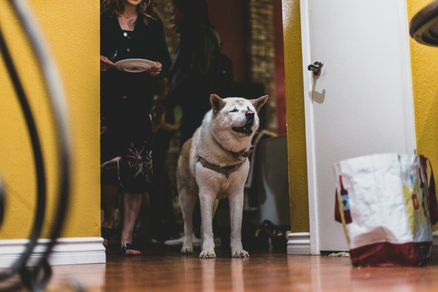Dog greeting visitor