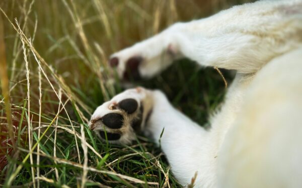 Dog limping basics for owners: simple checks, safe choices and when to call the vet