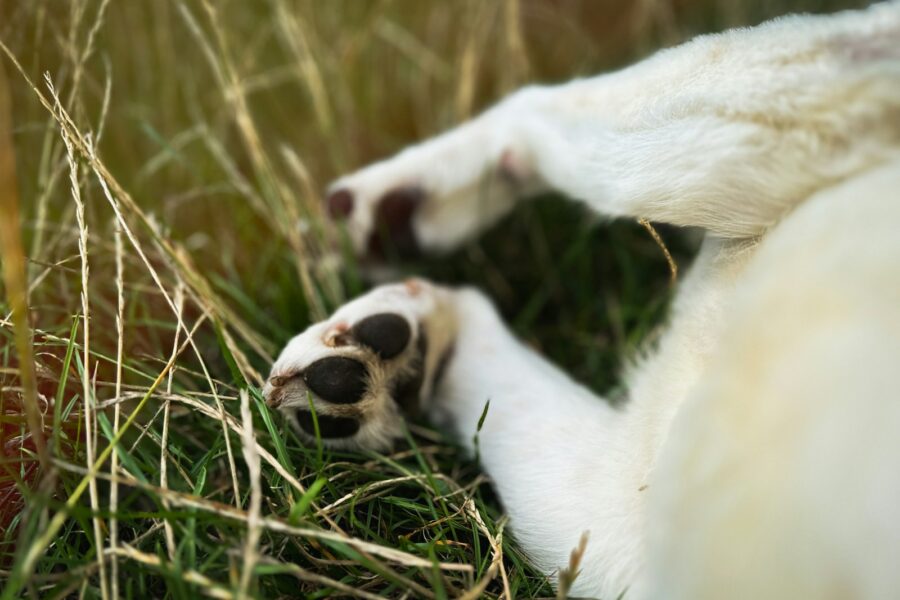 Dog limping grass