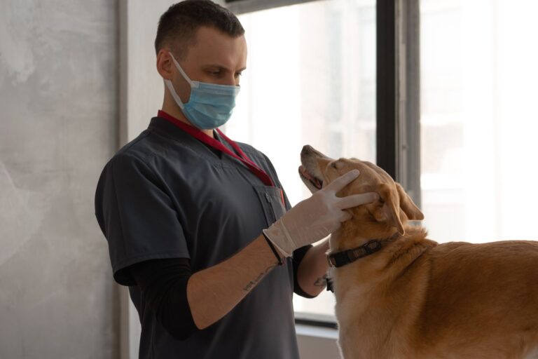 Veterinarian examining dog