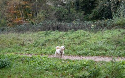 Dog limping basics: what owners should know and when to call the vet