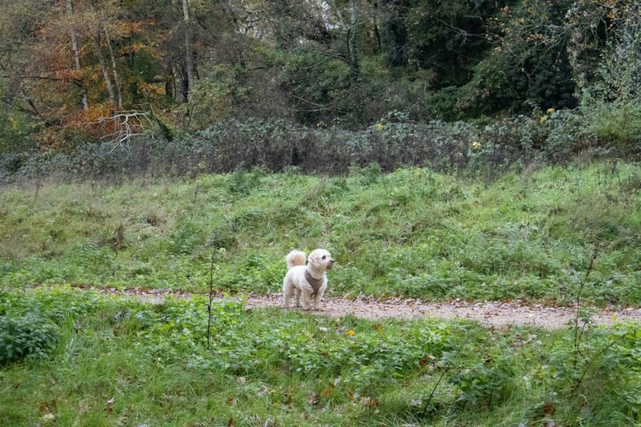 Senior dog limping