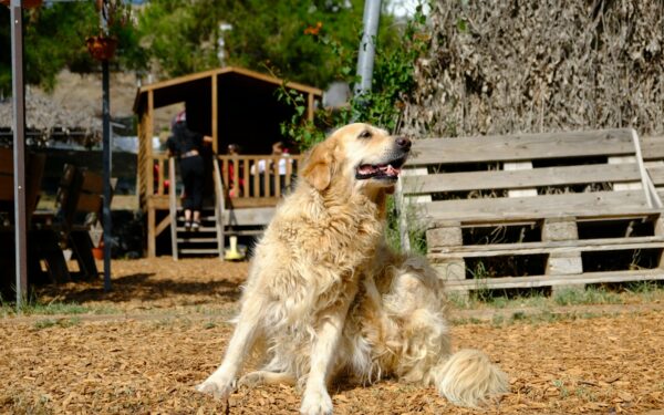Dog shedding and health: what fur loss can tell you about your dog’s wellbeing