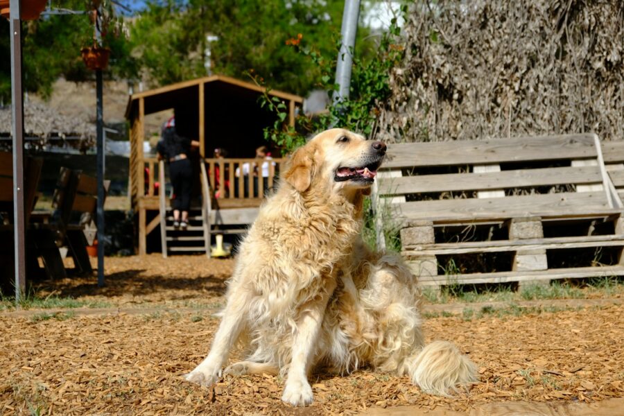 Golden retriever grooming