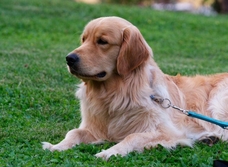 Golden retriever grooming