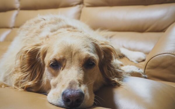 Dog shedding and health: what is normal and when to be concerned