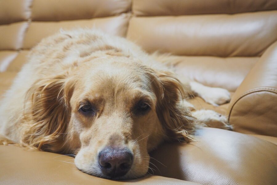 Golden retriever shedding