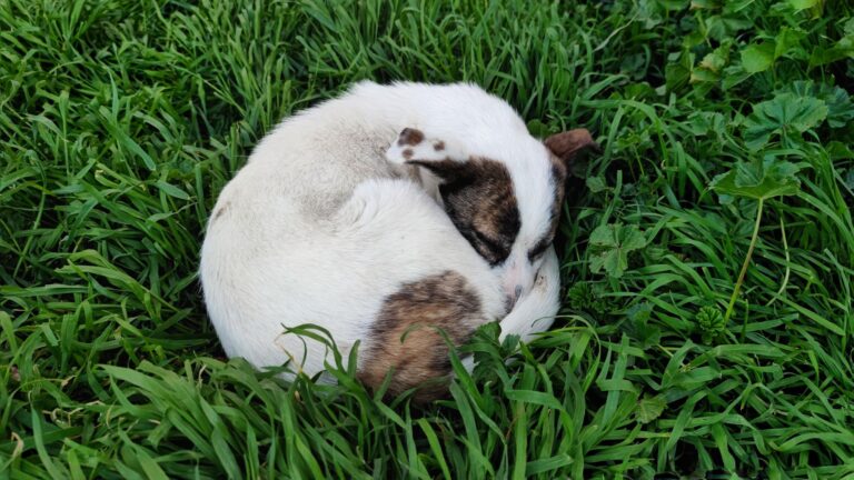 Dog sleeping positions