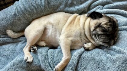 Dog sleep habits explained: how much rest dogs need and how to support it