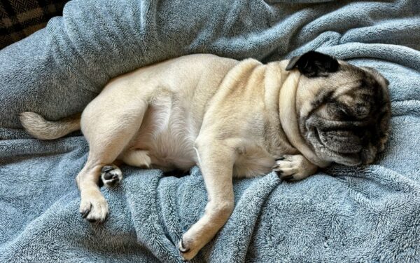 Dog sleep habits explained: how much rest dogs need and how to support it