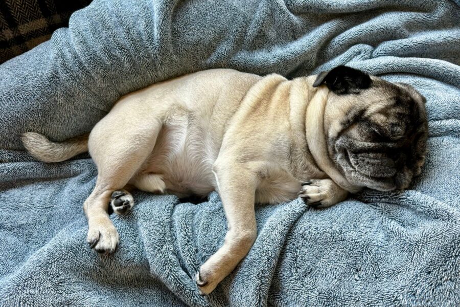 Sleeping dog indoor