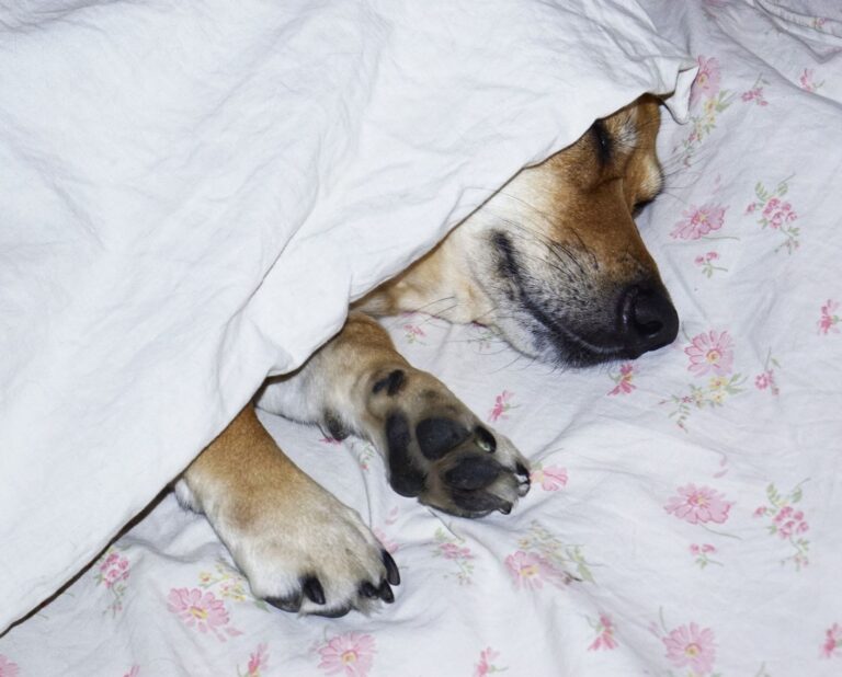 Sleeping dog indoor