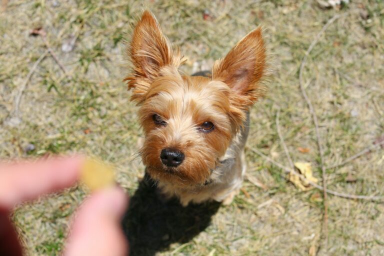 Dog training small