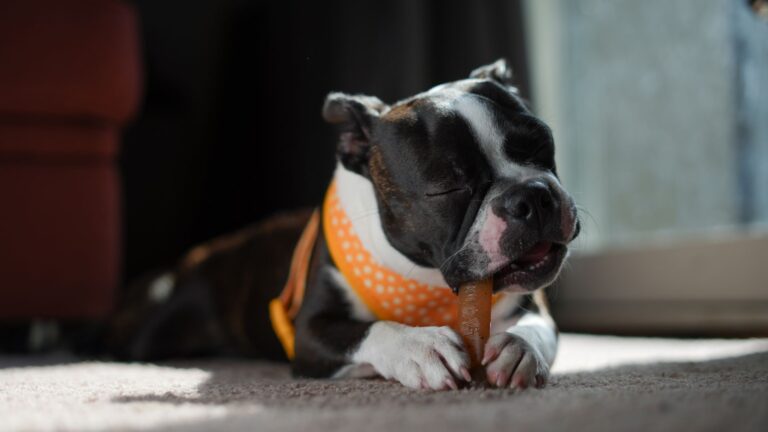 Dog chewing treat