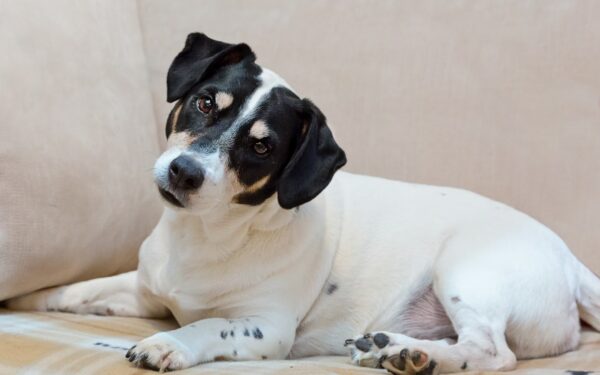 Dog upset stomach basics: gentle care, safer feeding and when to call the vet