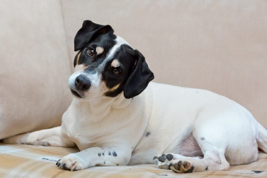 Dog lying couch