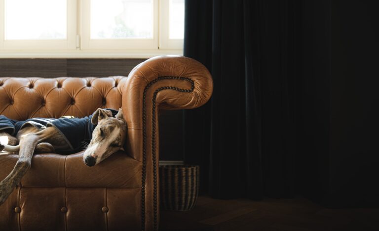 Dog lying couch