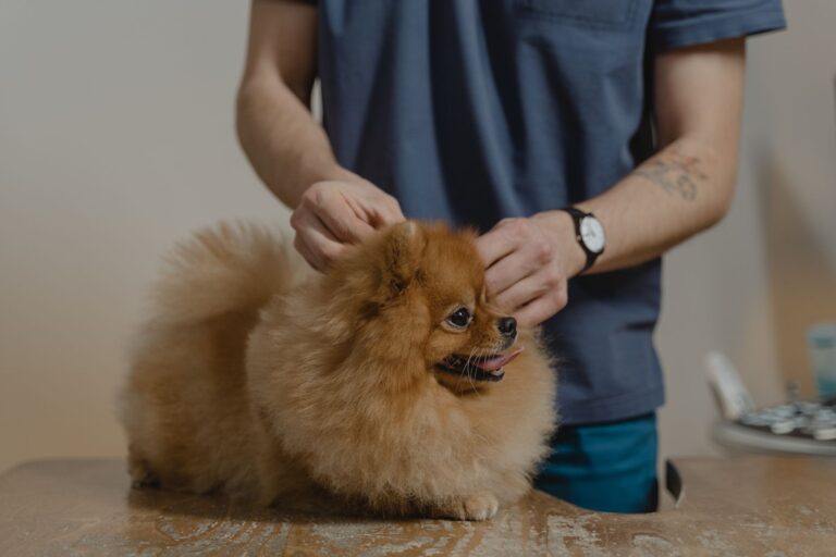 Puppy vet checkup