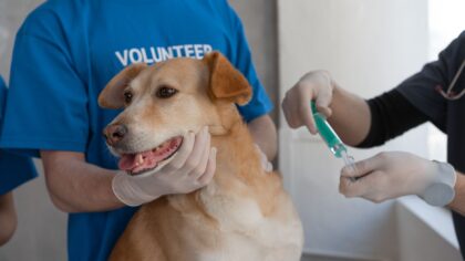 Dog vaccinations guide for beginners: what new owners should know