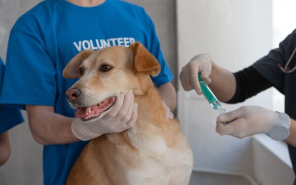 Dog vaccinations guide for beginners: what new owners should know