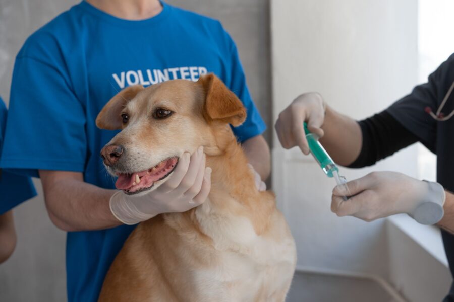 Dog veterinary clinic