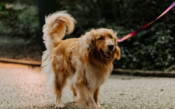 Dog weight management made simple: gentle steps to a healthier body condition