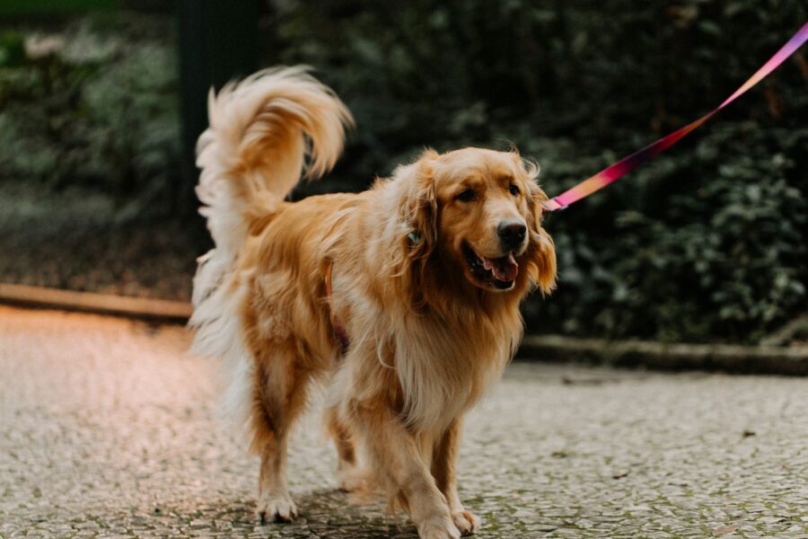 Overweight dog walking