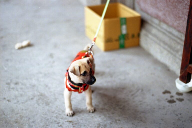 Puppy kitchen leash