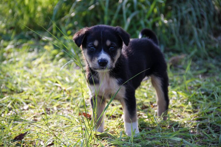 Puppy outside grass